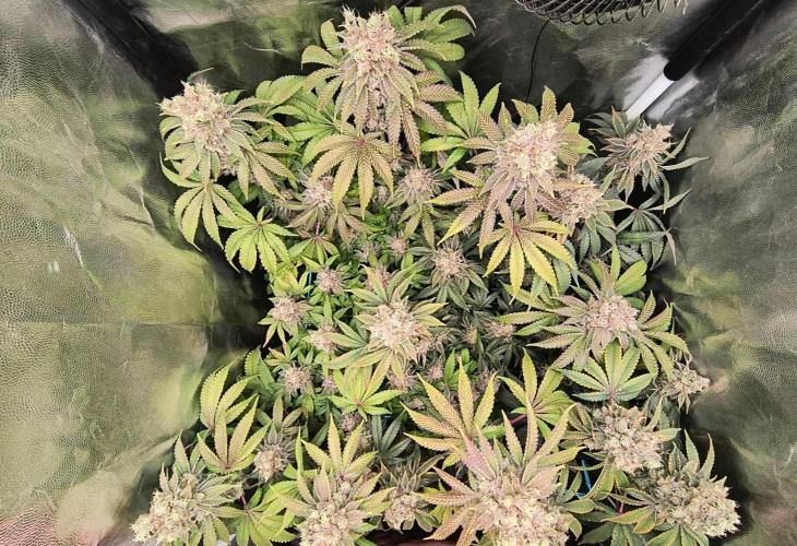 😱starfireonfire. Week 9