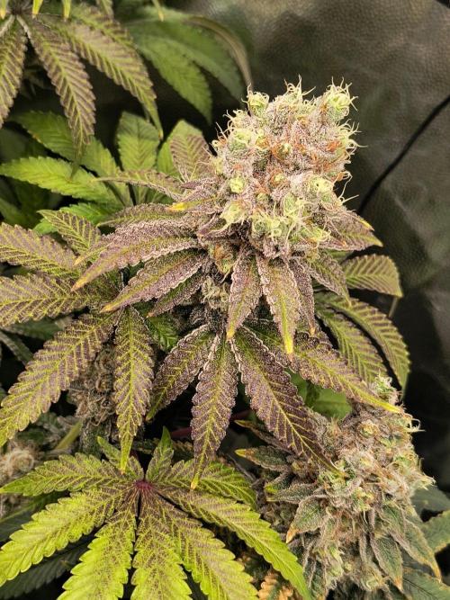 😱starfireonfire. Week 9