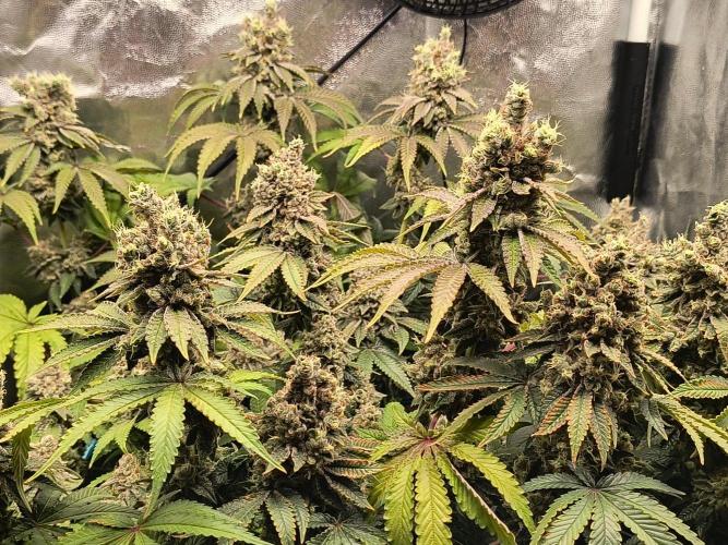 😱starfireonfire. Week 9
