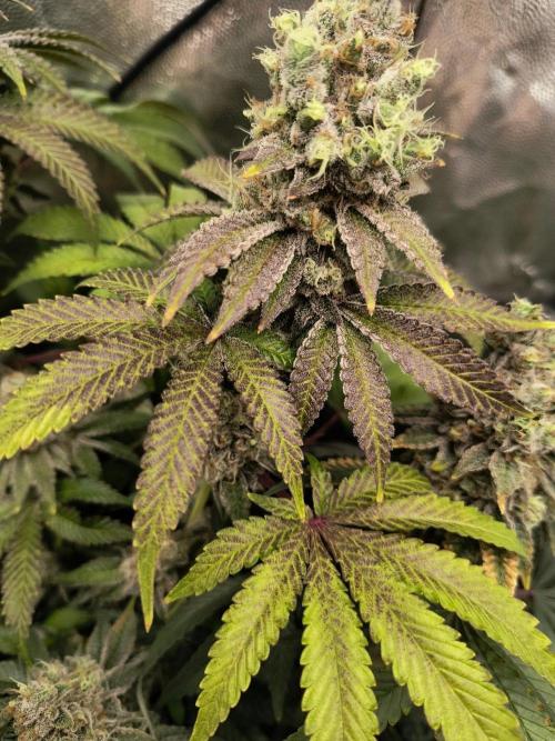 😱starfireonfire. Week 9