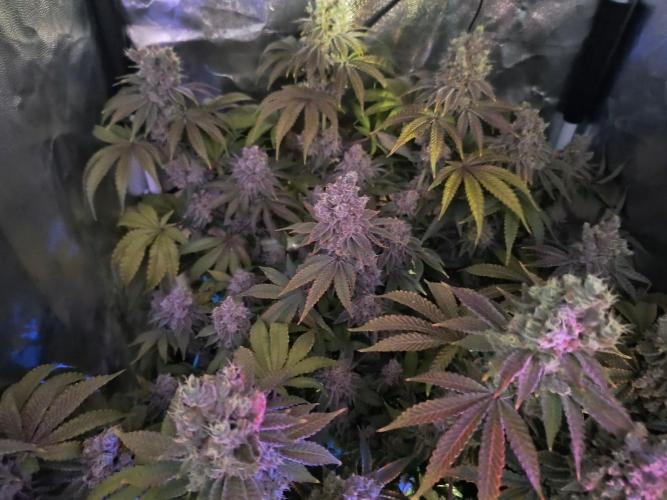 😱starfireonfire. Week 9