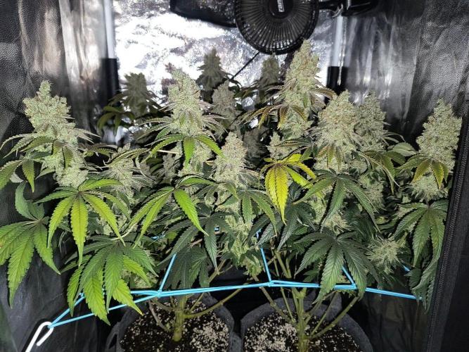 😱starfireonfire. Week 9