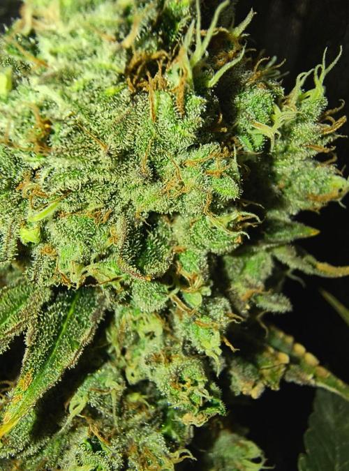 😱starfireonfire. Week 9