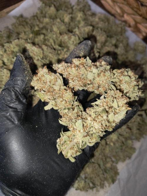 😱starfireonfire. Week 10