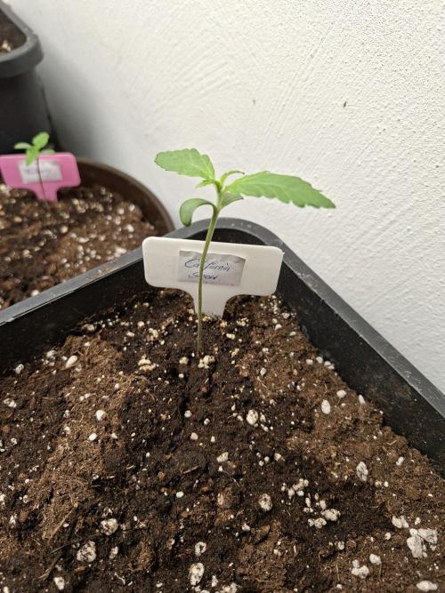 Spring26. Week 2