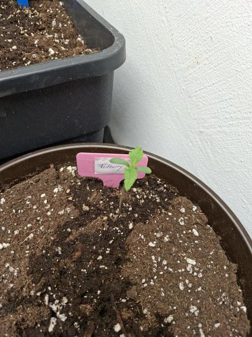Spring26. Week 2
