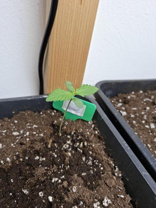 Spring26. Week 2