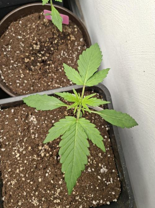 Spring26. Week 3