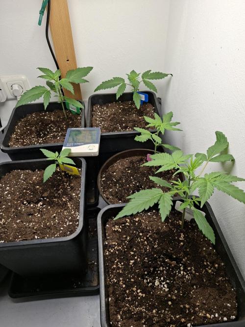 Spring26. Week 4