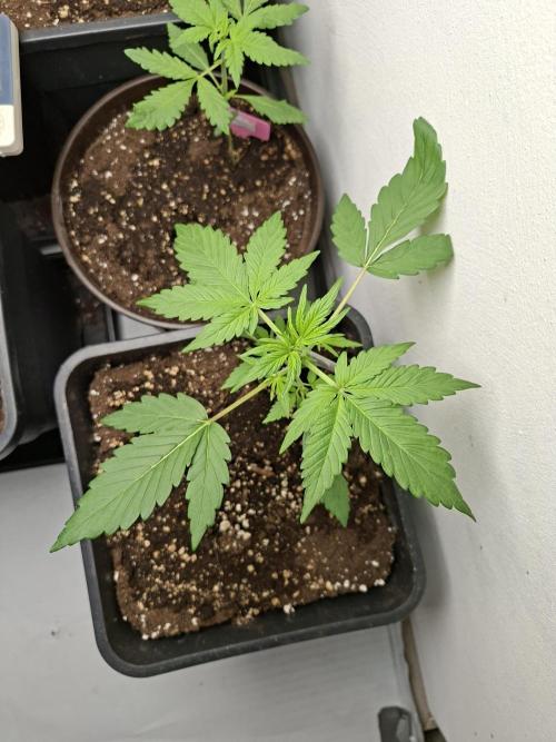 Spring26. Week 4