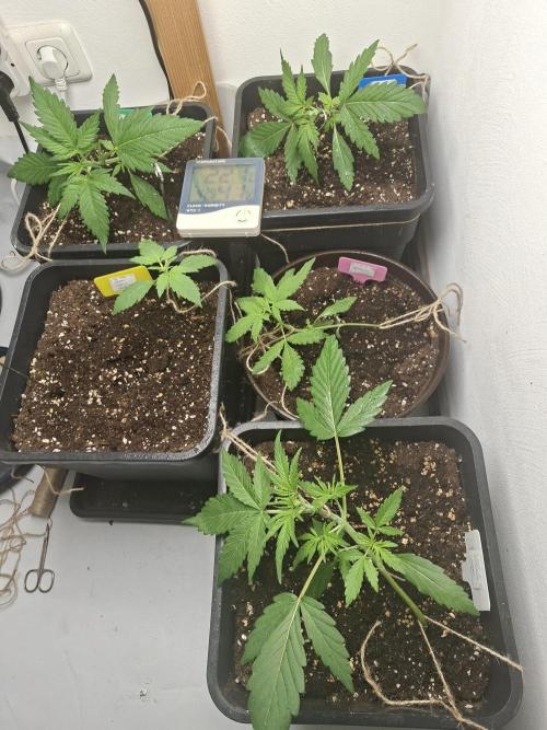 Spring26. Week 4