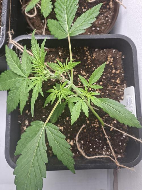 Spring26. Week 4