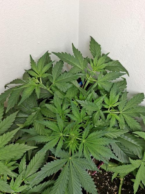 Spring26. Week 5