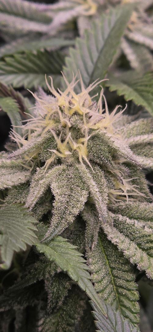 Dantes inferno #8 mile high dave cut. Week 13