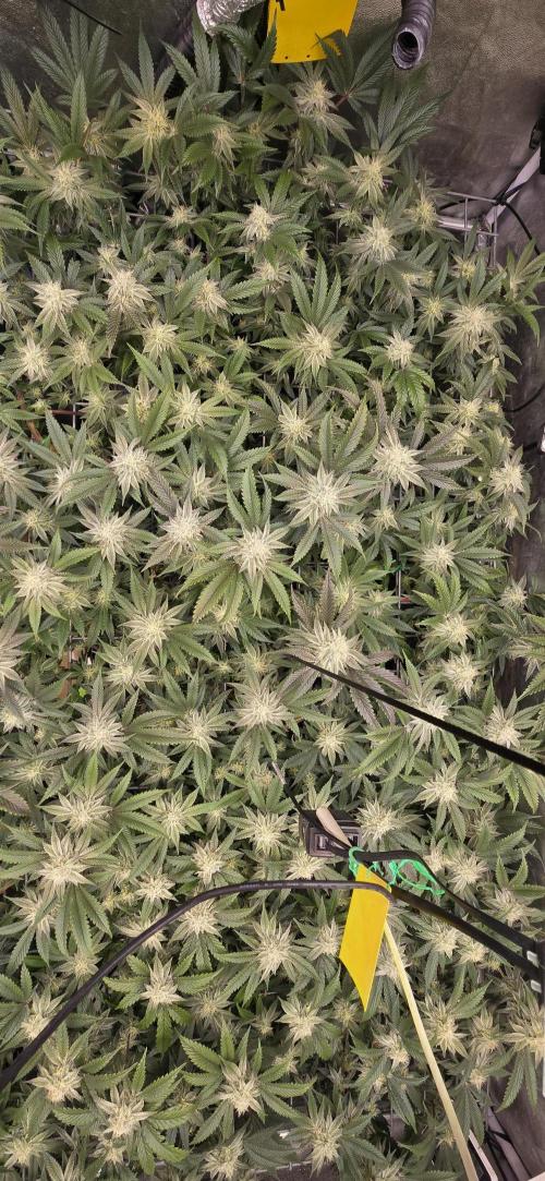 Dantes inferno #8 mile high dave cut. Week 13
