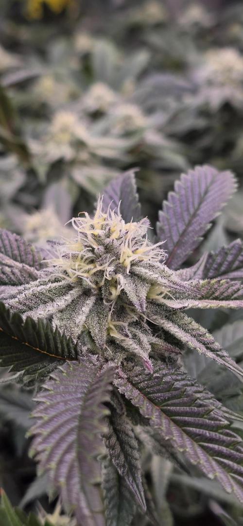 Dantes inferno #8 mile high dave cut. Week 13