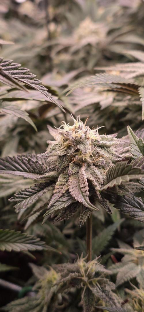 Dantes inferno #8 mile high dave cut. Week 14