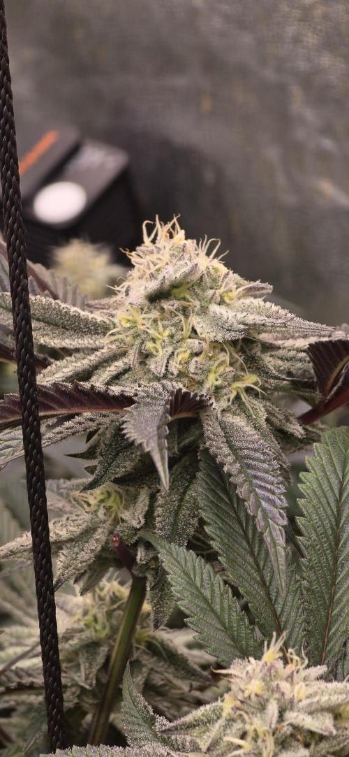 Dantes inferno #8 mile high dave cut. Week 14