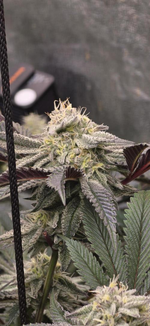 Dantes inferno #8 mile high dave cut. Week 14