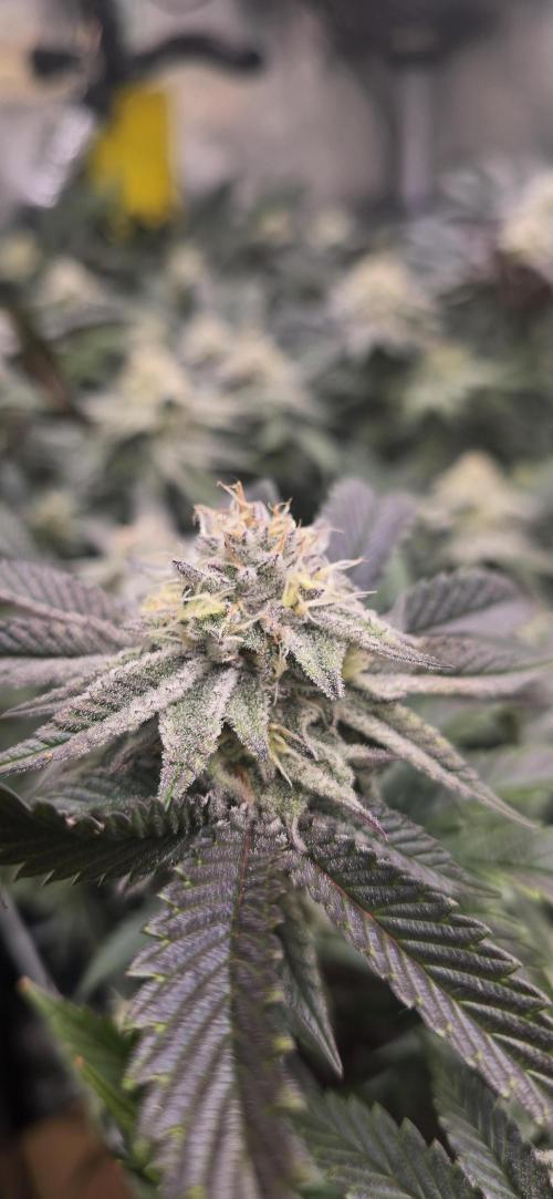 Dantes inferno #8 mile high dave cut. Week 14