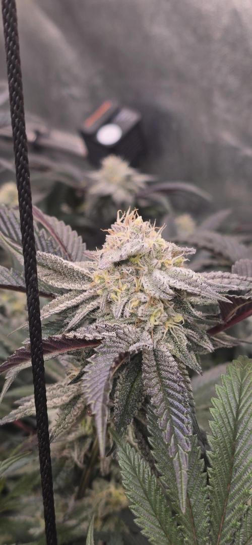 Dantes inferno #8 mile high dave cut. Week 14