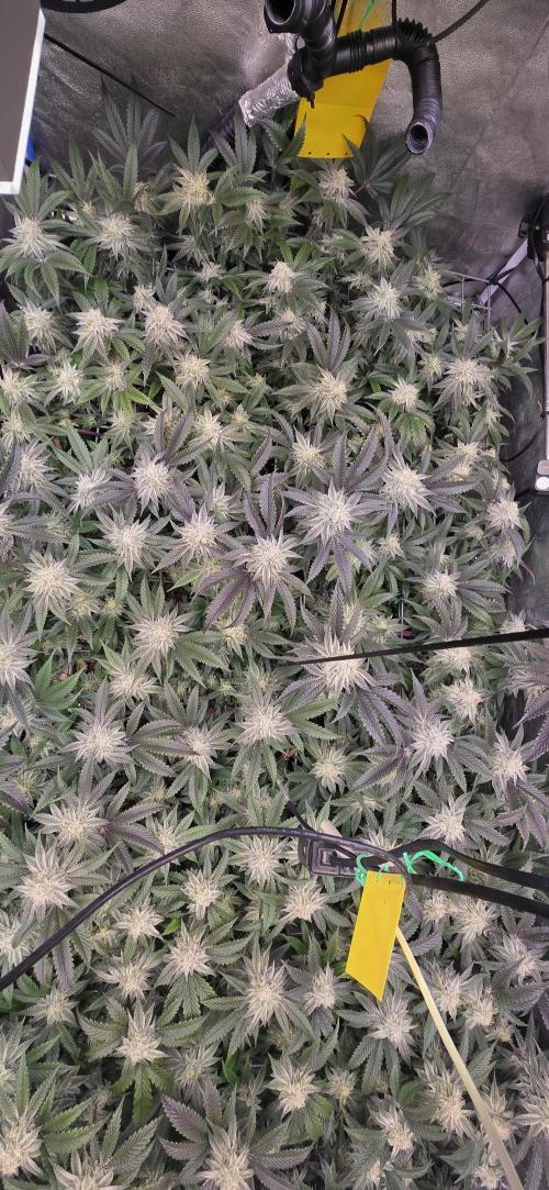 Dantes inferno #8 mile high dave cut. Week 14