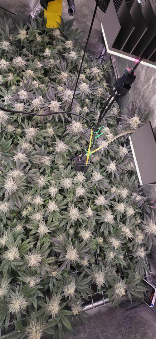Dantes inferno #8 mile high dave cut. Week 14