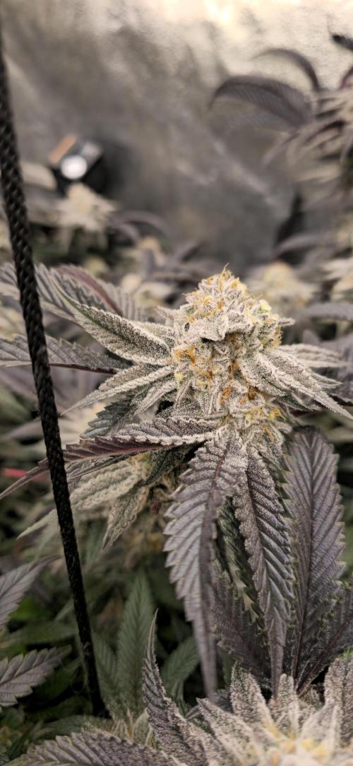 Dantes inferno #8 mile high dave cut. Week 14