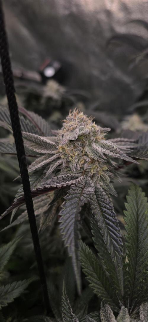 Dantes inferno #8 mile high dave cut. Week 14