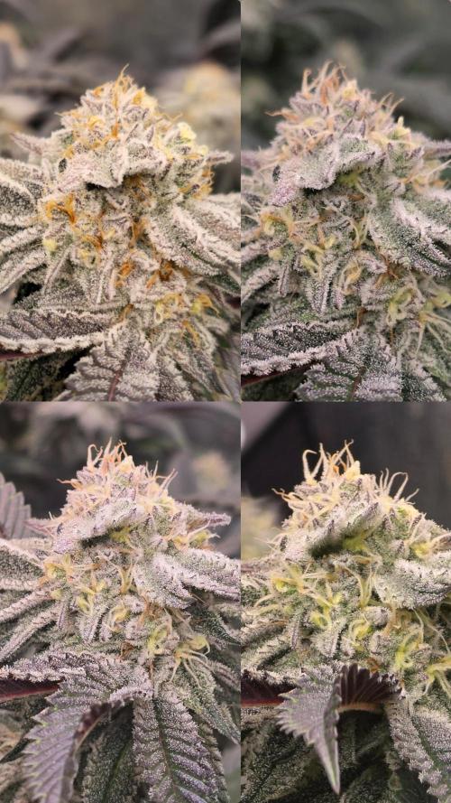 Dantes inferno #8 mile high dave cut. Week 14