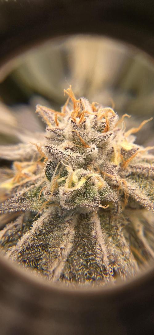 Dantes inferno #8 mile high dave cut. Week 15