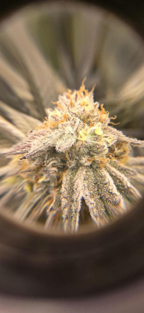 Dantes inferno #8 mile high dave cut. Week 15
