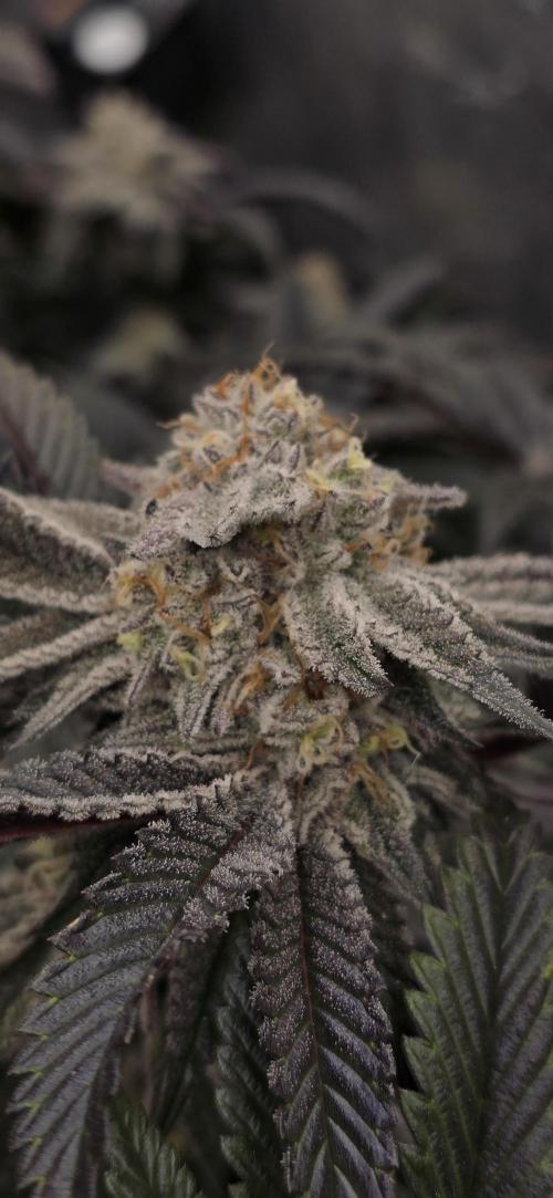Dantes inferno #8 mile high dave cut. Week 15