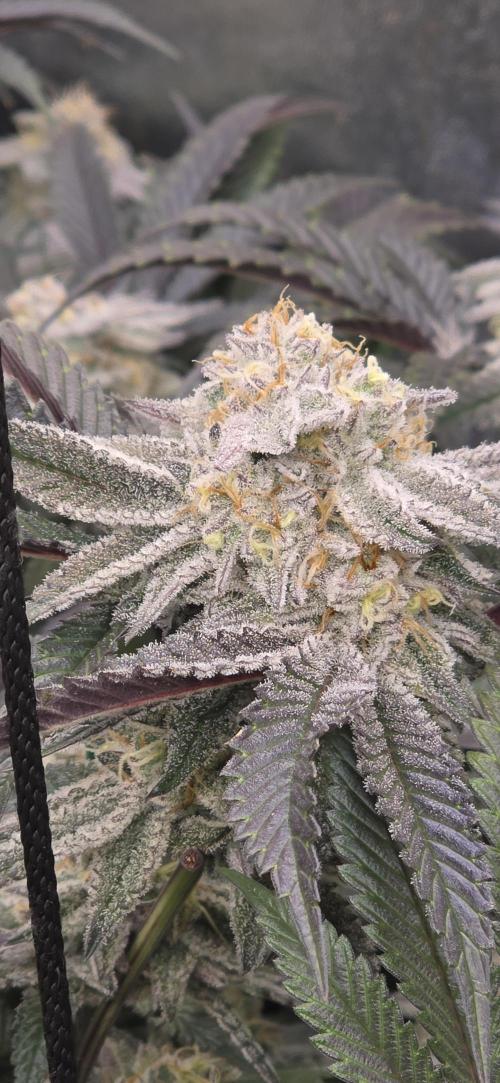 Dantes inferno #8 mile high dave cut. Week 15
