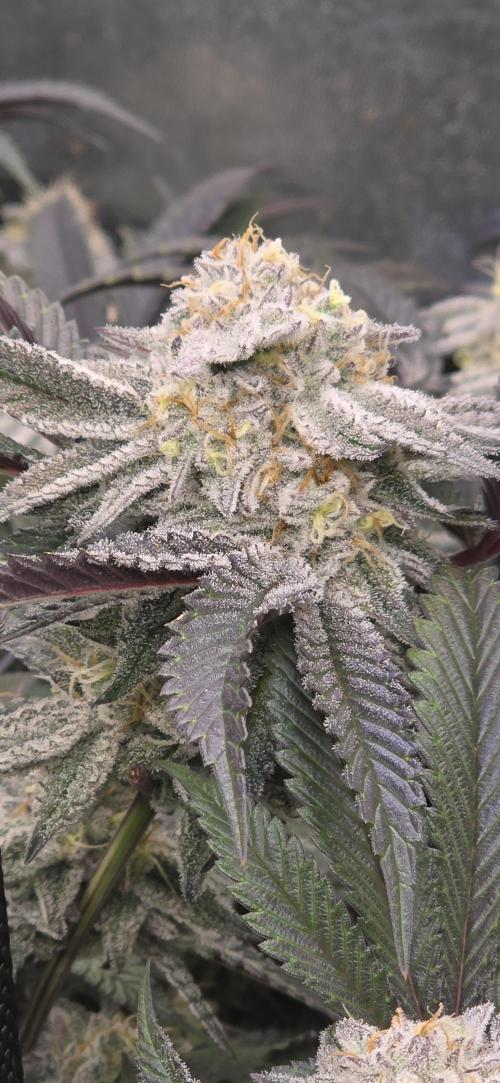 Dantes inferno #8 mile high dave cut. Week 15
