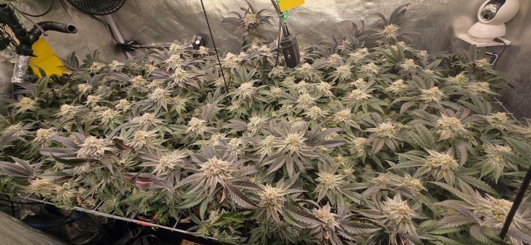 Dantes inferno #8 mile high dave cut. Week 15