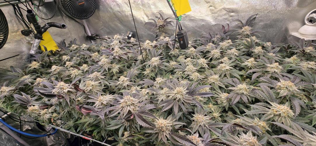 Dantes inferno #8 mile high dave cut. Week 15