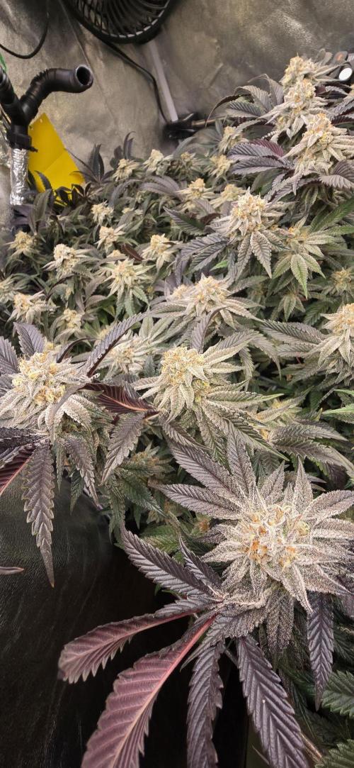Dantes inferno #8 mile high dave cut. Week 15