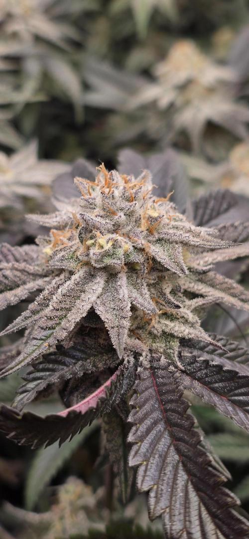 Dantes inferno #8 mile high dave cut. Week 15