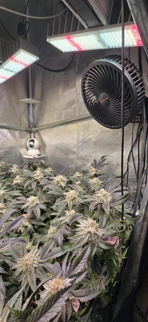Dantes inferno #8 mile high dave cut. Week 15
