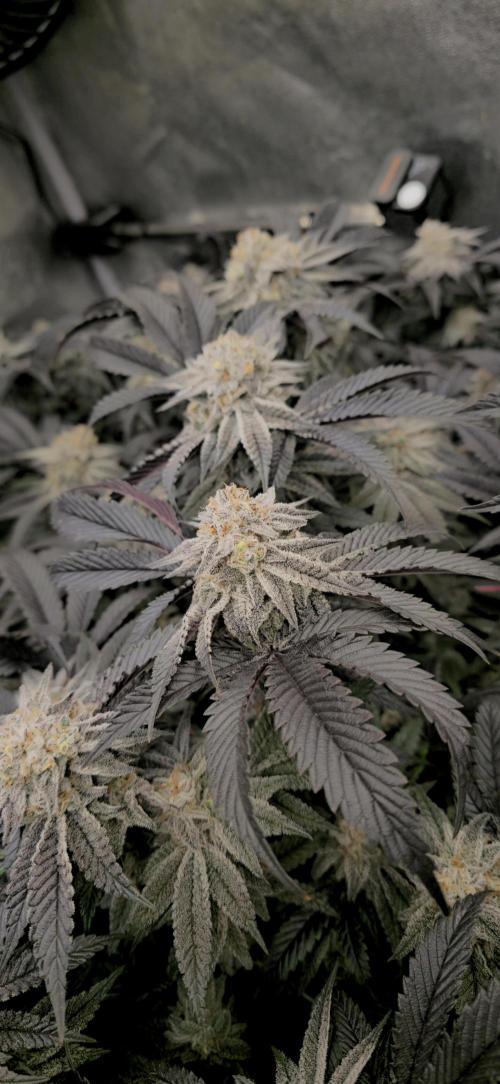 Dantes inferno #8 mile high dave cut. Week 16