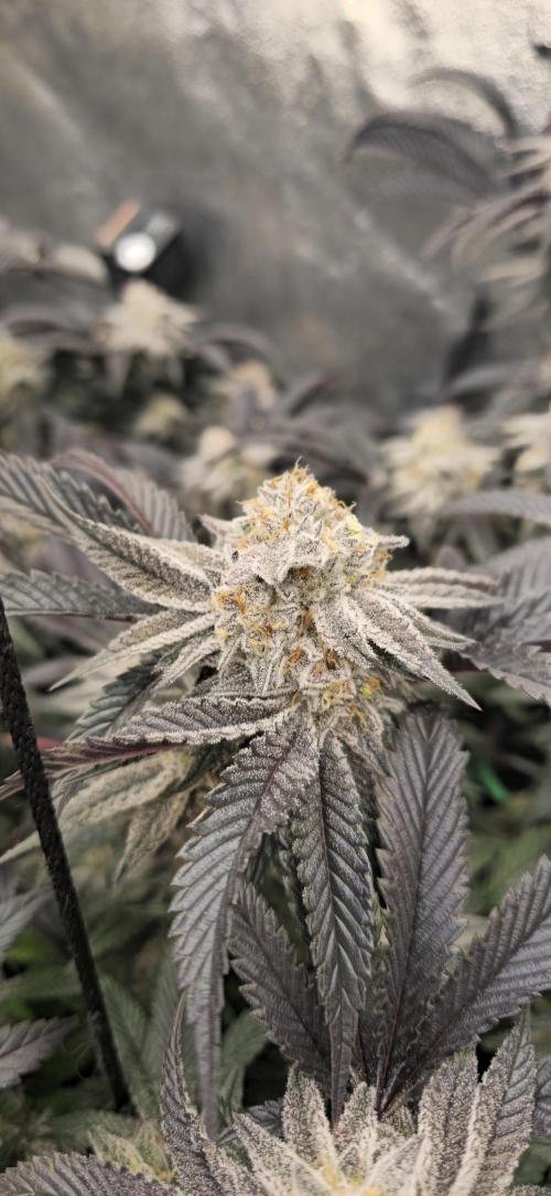 Dantes inferno #8 mile high dave cut. Week 16