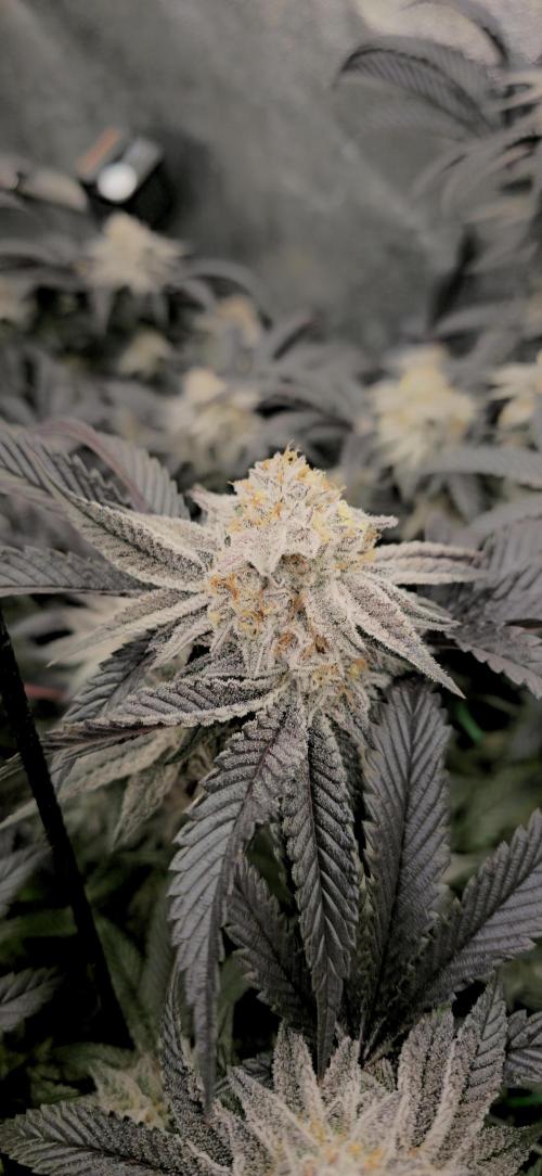 Dantes inferno #8 mile high dave cut. Week 16