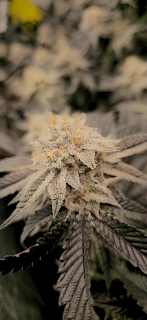 Dantes inferno #8 mile high dave cut. Week 16