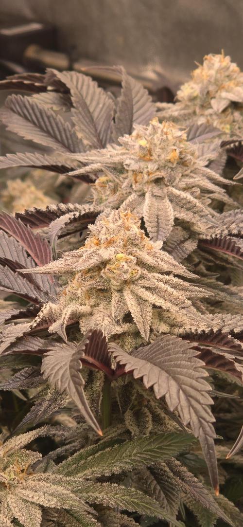 Dantes inferno #8 mile high dave cut. Week 16