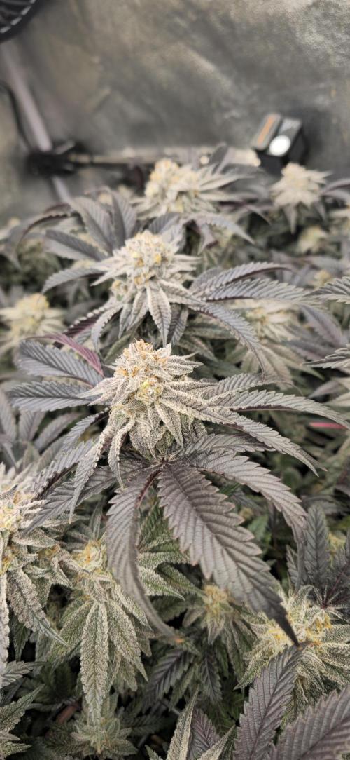 Dantes inferno #8 mile high dave cut. Week 16