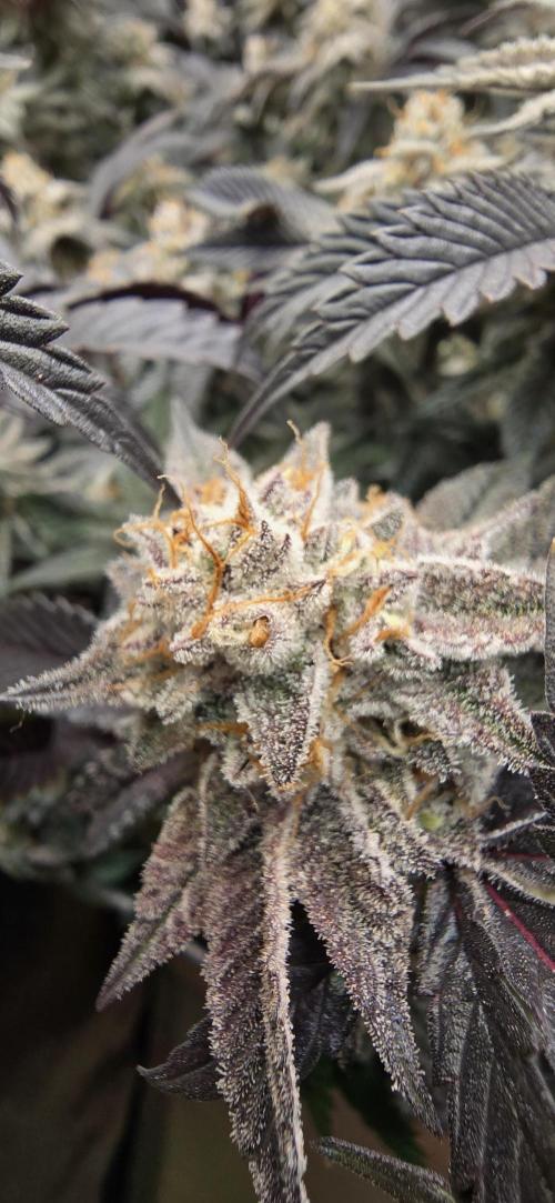 Dantes inferno #8 mile high dave cut. Week 16