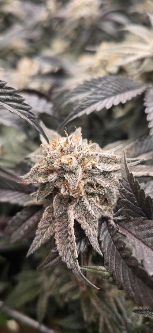 Dantes inferno #8 mile high dave cut. Week 16