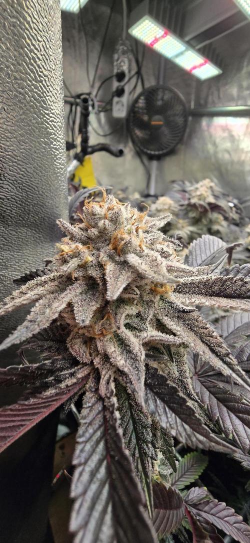 Dantes inferno #8 mile high dave cut. Week 16