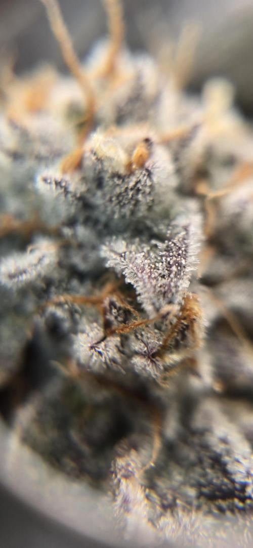 Dantes inferno #8 mile high dave cut. Week 16